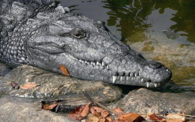 Endangered Species at David Fleay Wildlife Park