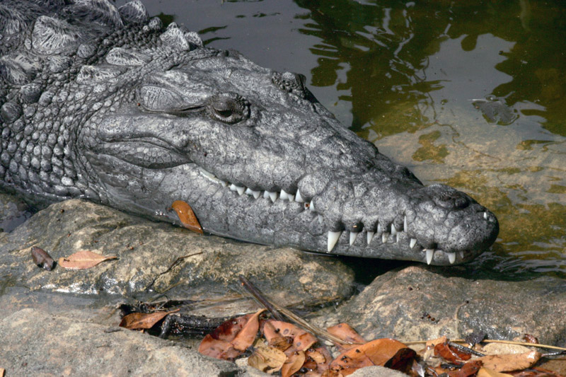 crocodile