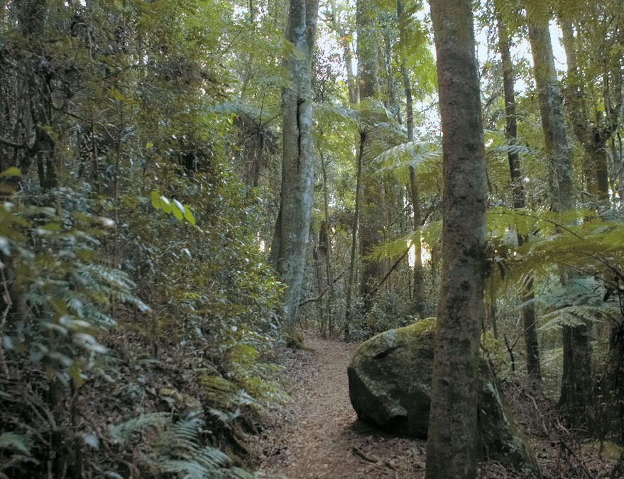 Walk along Burleigh Head National Park