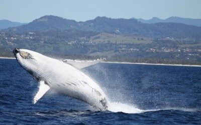 Where to Enjoy the Whale Watching Season on the Gold Coast this 2023?