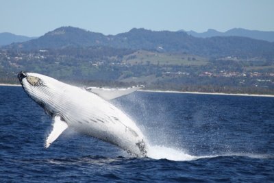 whale watching gold coast