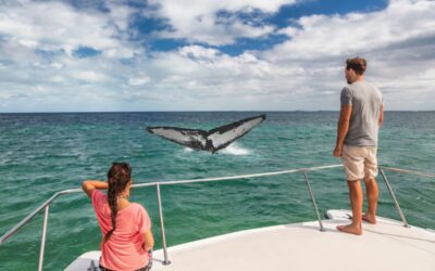 Whale Watching Season Gold Coast