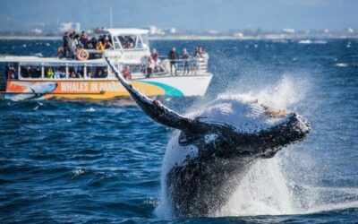Final Chance: Book Best Whale Watching Gold Coast Toda