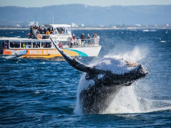 Final Chance: Book Best Whale Watching Gold Coast Toda